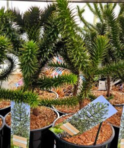 Araucaria araucana - Araukaria Chilijska "Małpie Drzewo" 30/40 cm