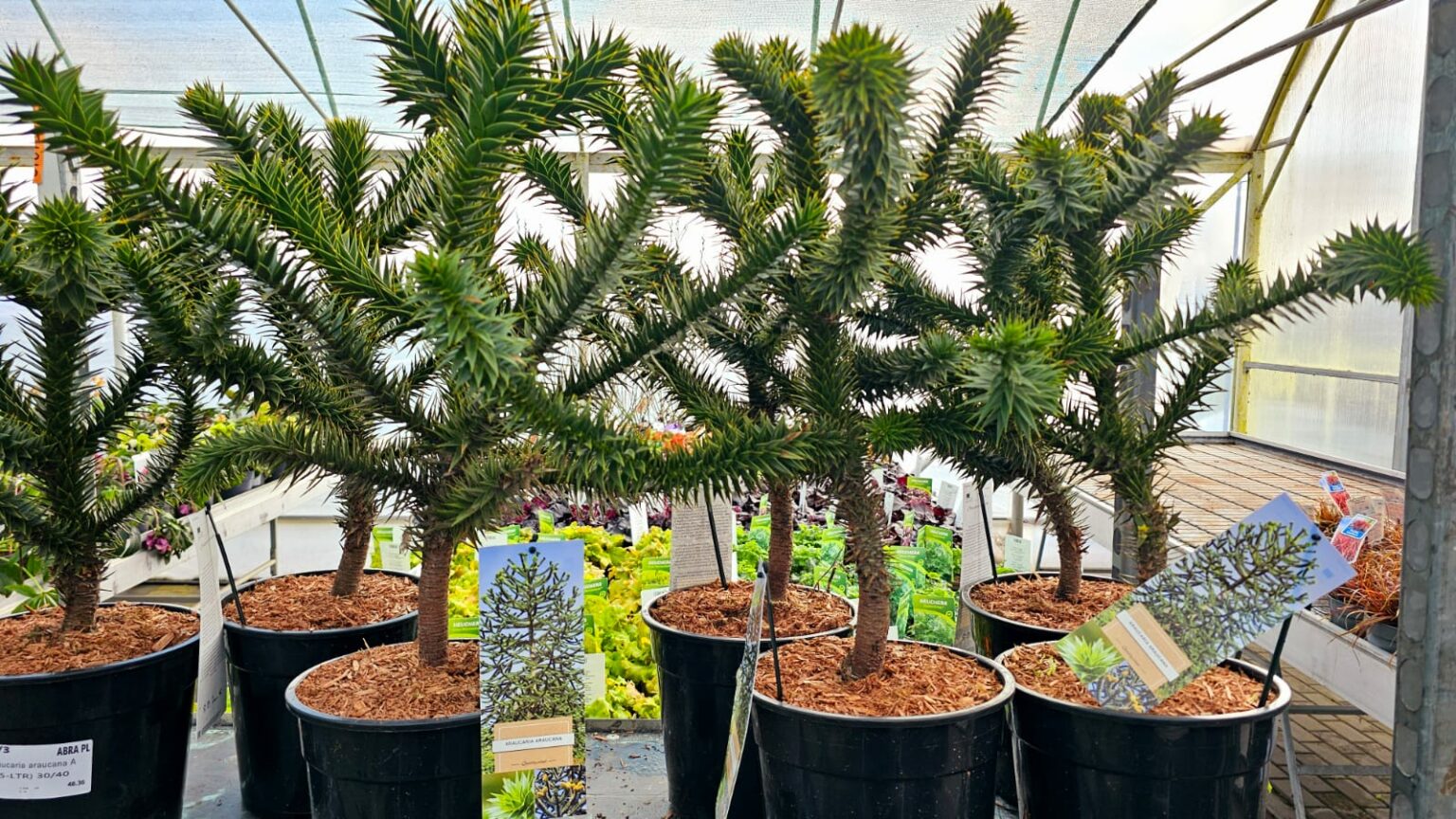 araucaria-araucana-araukaria-chilijska-ma-pie-drzewo-40-50-cm