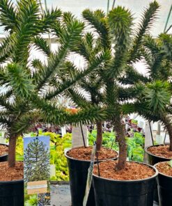 Araucaria araucana - Araukaria Chilijska "Małpie Drzewo" 40/50 cm