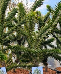Araucaria araucana - Araukaria Chilijska "Małpie Drzewo"  70/80 cm