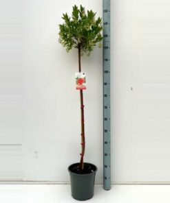 Arbutus unedo - Chruścina jagodna "Drzewo Truskawkowe"