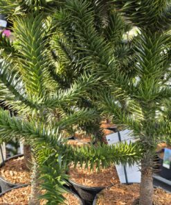 Alternative view of Araucaria araucana - Araukaria Chilijska "Małpie Drzewo" 40-50 cm