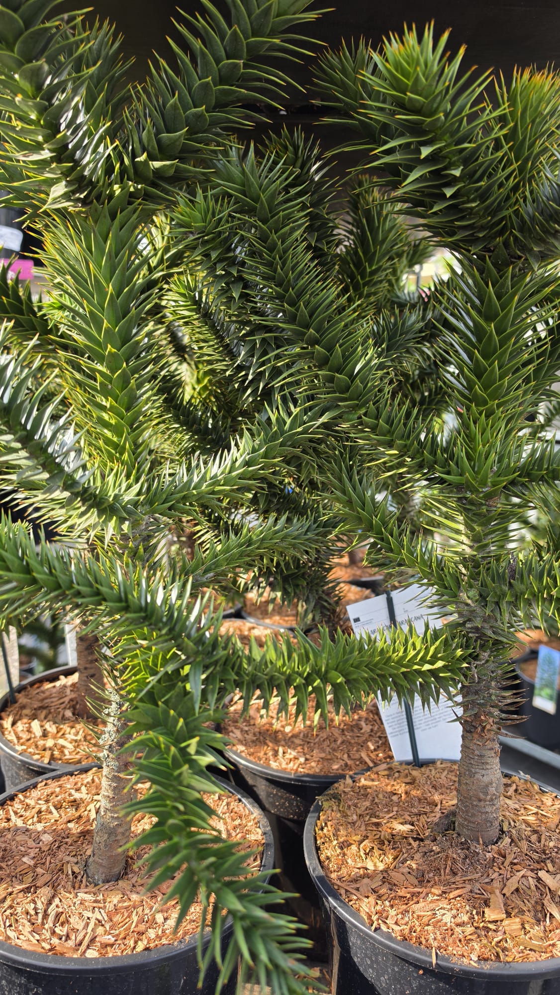 Araucaria araucana - Araukaria Chilijska "Małpie Drzewo" 40-50 cm - obrazek 2