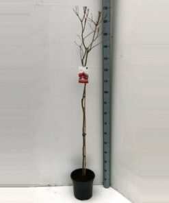 Punica granatum - Granat właściwy