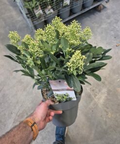 Skimia japońska - Skimmia jap. Finchy