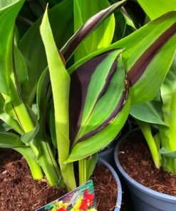 Canna - Paciorecznik Cleopatra