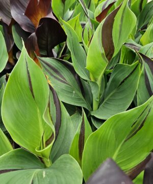 Alternative view of Canna - Paciorecznik Cleopatra