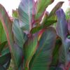 Canna - Paciorecznik Musifolia Grande