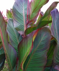 Canna - Paciorecznik Musifolia Grande