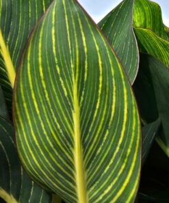 Canna - Paciorecznik Pretoria