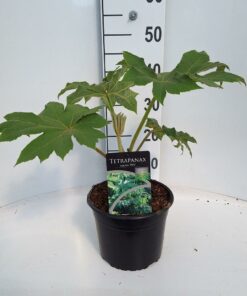 Drzewo papierowe - Tetrapanax papyrifer Rex