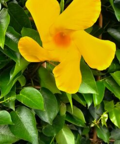 Dipladenia Sundaville Mandevilla - Mandevilla Diamantina Citrine