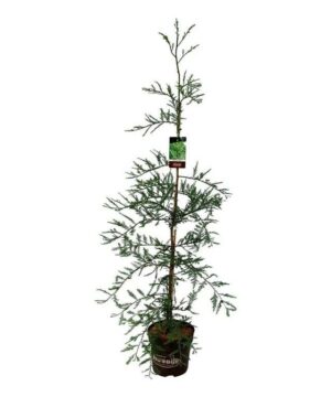 Sequoia sempervirens - Sekwoja wieczniezielona Winter Blue