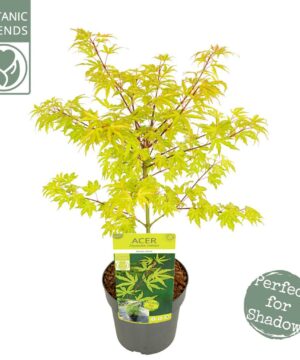 Alternative view of Acer palmatum - Klon palmowy Anne Irene
