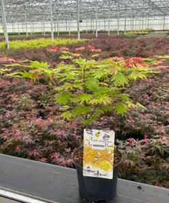 Acer palmatum - Klon palmowy Moonrise