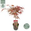Acer palmatum - Klon palmowy Pevé Dave
