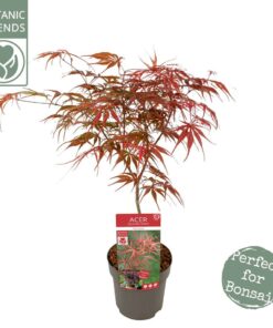 Acer palmatum - Klon palmowy Pevé Dave