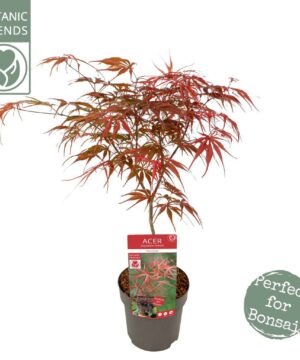 Alternative view of Acer palmatum - Klon palmowy Pevé Dave