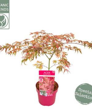 Alternative view of Acer palmatum - Klon palmowy Shirazz
