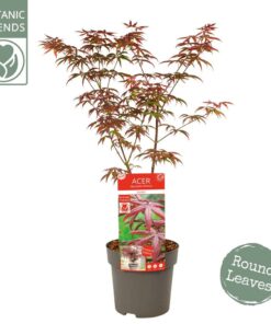 Acer palmatum - Klon palmowy Starfish