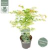 Acer palmatum - Klon palmowy Ukigumo