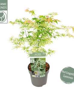 Acer palmatum - Klon palmowy Ukigumo