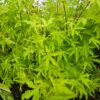 Acer palmatum - Klon palmowy Anne Irene