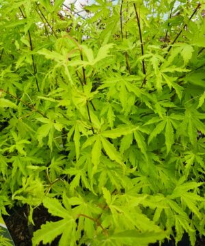 Acer palmatum - Klon palmowy Anne Irene