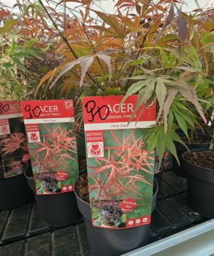 Acer palmatum - Klon palmowy Pevé Dave
