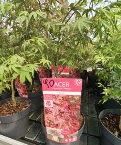 Acer palmatum - Klon palmowy Shirazz