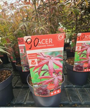Alternative view of Acer palmatum - Klon palmowy Starfish