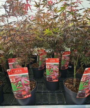 Acer palmatum - Klon palmowy Starfish