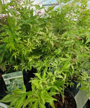 Acer palmatum - Klon palmowy Ukigumo