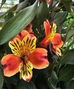 Alternative view of Alstroemeria - Alstremeria Indian Summer