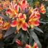 Alstroemeria - Alstremeria Indian Summer