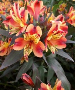 Alstroemeria - Alstremeria Indian Summer