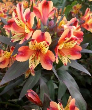 Alstroemeria - Alstremeria Indian Summer