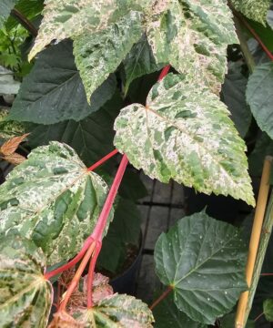 Alternative view of Acer conspicuum - Klon wyrazisty Red Flamingo