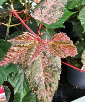 Acer conspicuum - Klon wyrazisty Red Flamingo