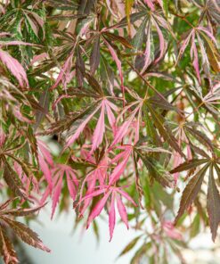 Acer palmatum - Klon palmowy Extravaganza