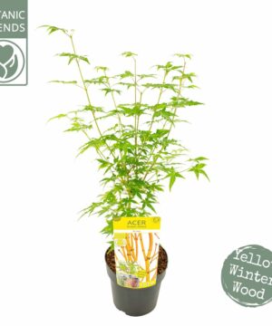Alternative view of Acer palmatum - Klon palmowy Bi-hoo