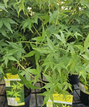 Acer palmatum - Klon palmowy Bi-hoo