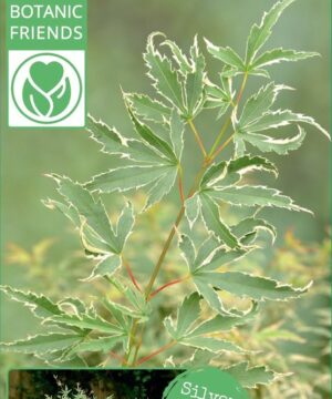 Alternative view of Acer palmatum - Klon palmowy Butterfly