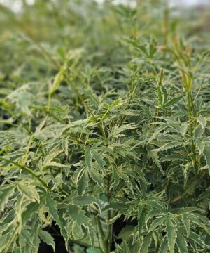 Acer palmatum - Klon palmowy Butterfly