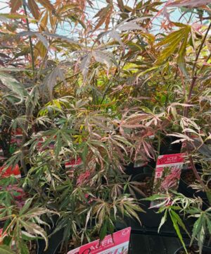 Alternative view of Acer palmatum - Klon palmowy Extravaganza