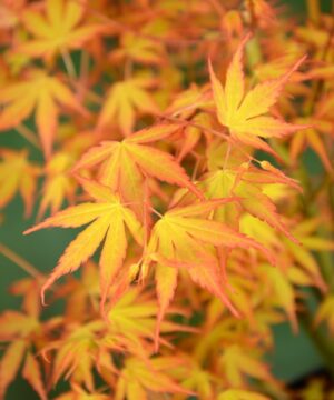 Acer palmatum - Klon palmowy Katsura