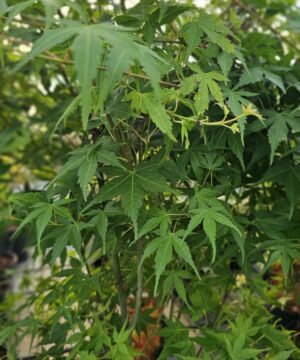 Alternative view of Acer palmatum - Klon palmowy Katsura