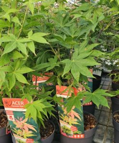 Acer palmatum - Klon palmowy Osakazuki