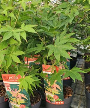 Acer palmatum - Klon palmowy Osakazuki