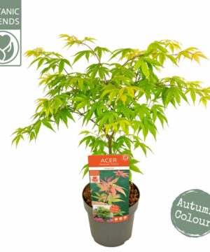 Alternative view of Acer palmatum - Klon palmowy Osakazuki